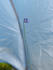 Wahlenbergia marginata