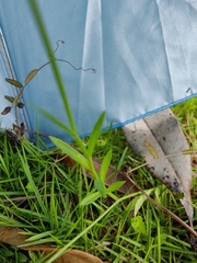 Wahlenbergia marginata