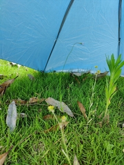 Wahlenbergia marginata