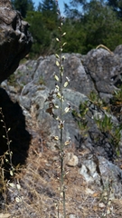 Streptanthus glandulosus secundus