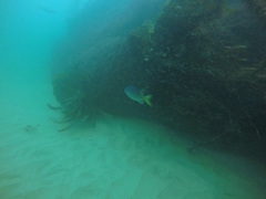 Chromis punctipinnis