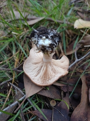 Leucopaxillus eucalyptorum