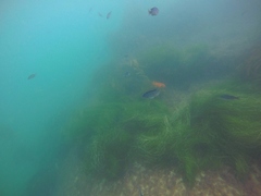 Chromis punctipinnis