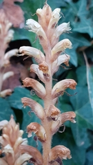 Orobanche hederae