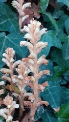 Orobanche hederae