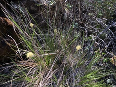 Calliscirpus criniger