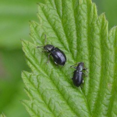 Phyllobius viridicollis