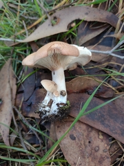 Leucopaxillus eucalyptorum