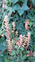 Orobanche hederae