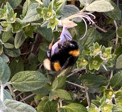 čmeľ zemný (Bombus terrestris)