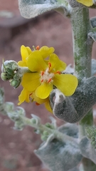 Verbascum pulverulentum