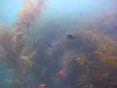 Chromis punctipinnis