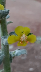 Verbascum pulverulentum