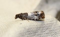 Notocelia trimaculana