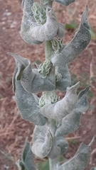 Verbascum pulverulentum