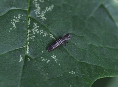 Agrilus obsoletoguttatus