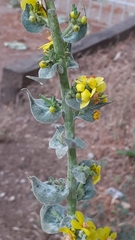 Verbascum pulverulentum