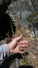 Streptanthus glandulosus secundus