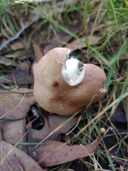 Leucopaxillus eucalyptorum