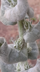 Verbascum pulverulentum
