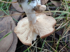 Leucopaxillus eucalyptorum