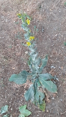 Verbascum pulverulentum