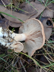 Leucopaxillus eucalyptorum