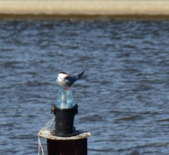 Sterna hirundo