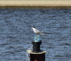 Sterna hirundo