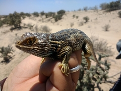 Sceloporus zosteromus