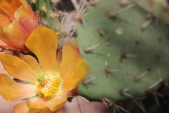 Opuntia × occidentalis
