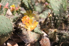 Opuntia × occidentalis