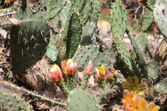 Opuntia × occidentalis