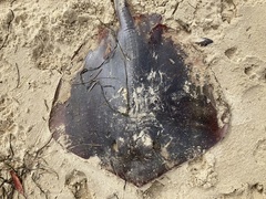 Hemitrygon fluviorum
