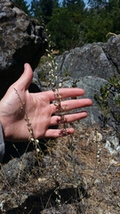 Streptanthus glandulosus secundus