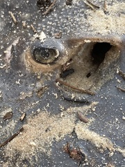 Hemitrygon fluviorum