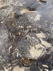 Hemitrygon fluviorum