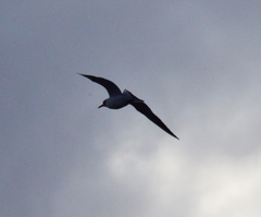 Chroicocephalus ridibundus