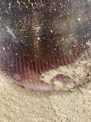 Hemitrygon fluviorum