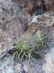 Agave chrysoglossa
