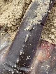 Hemitrygon fluviorum