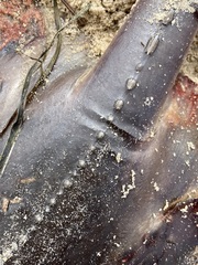 Hemitrygon fluviorum