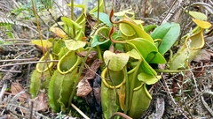 Nepenthes gymnamphora