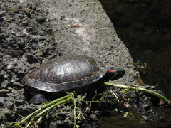 Trachemys scripta elegans
