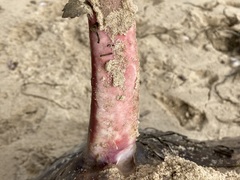 Hemitrygon fluviorum