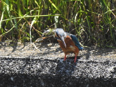 Alcedo atthis