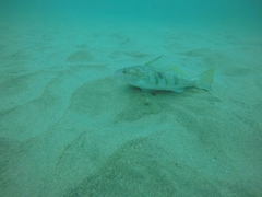 Paralabrax nebulifer