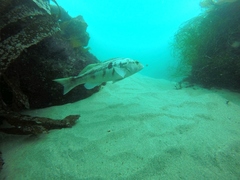 Paralabrax nebulifer