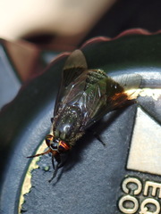 Chrysops niger