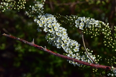 Spiraea hypericifolia